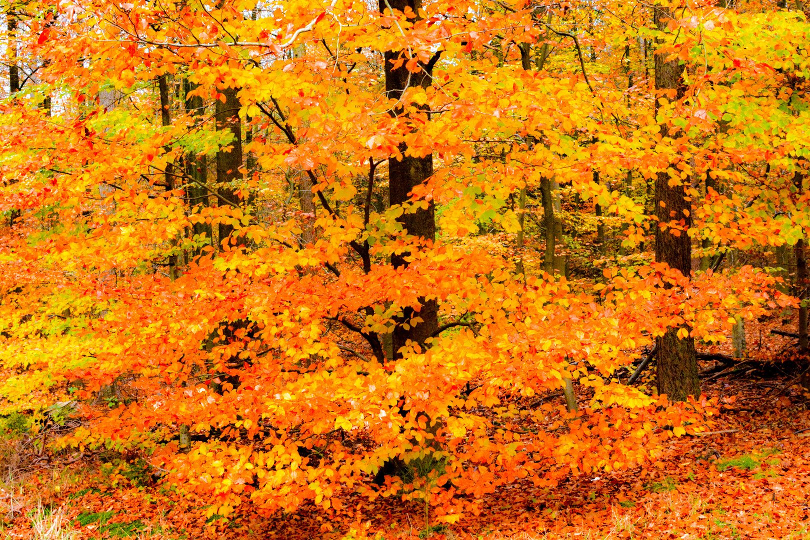 Spaziergang durch den barocken Herbstwald