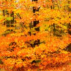 Spaziergang durch den barocken Herbstwald