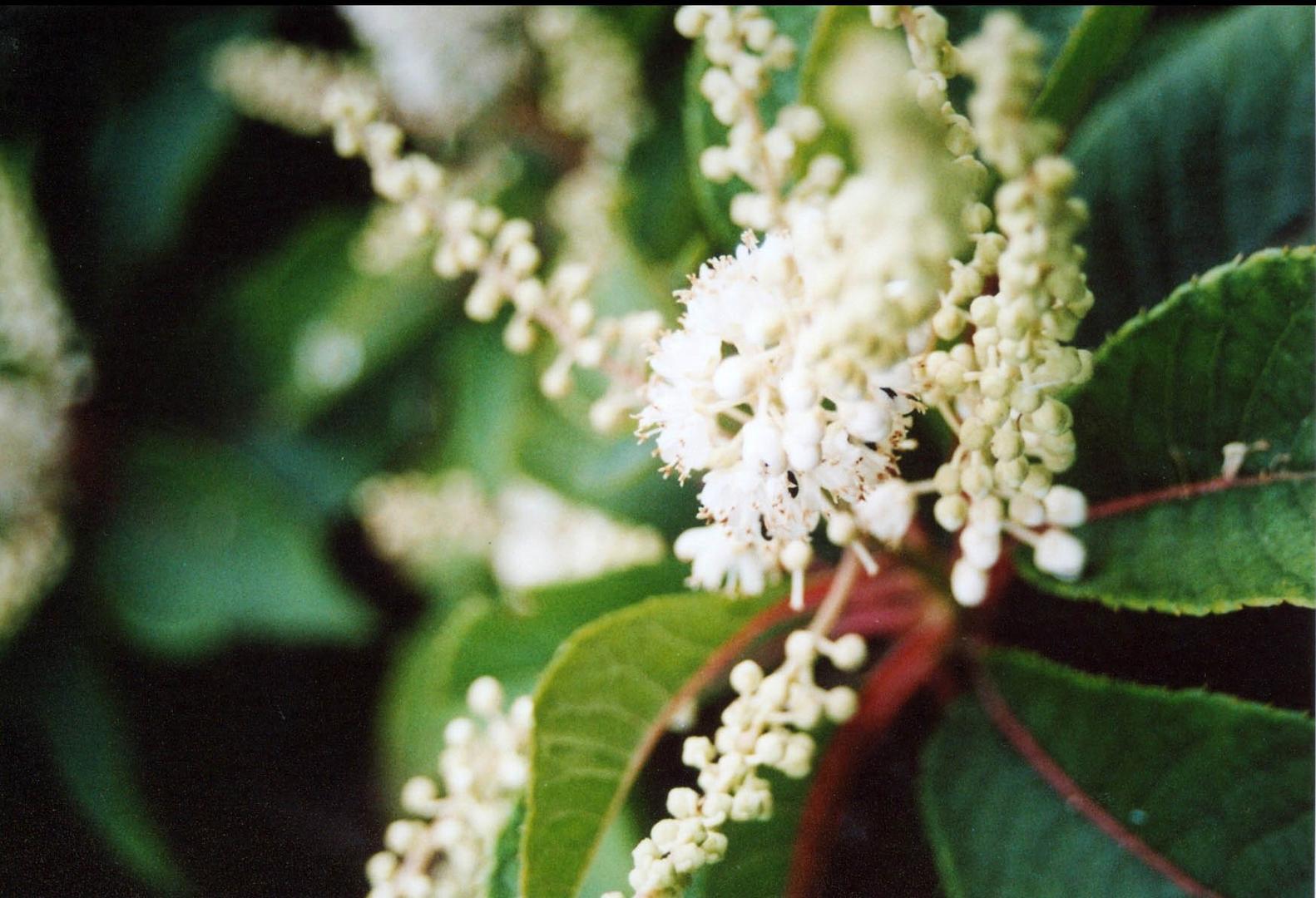 Spaziergang durch den botanischen Garten *1