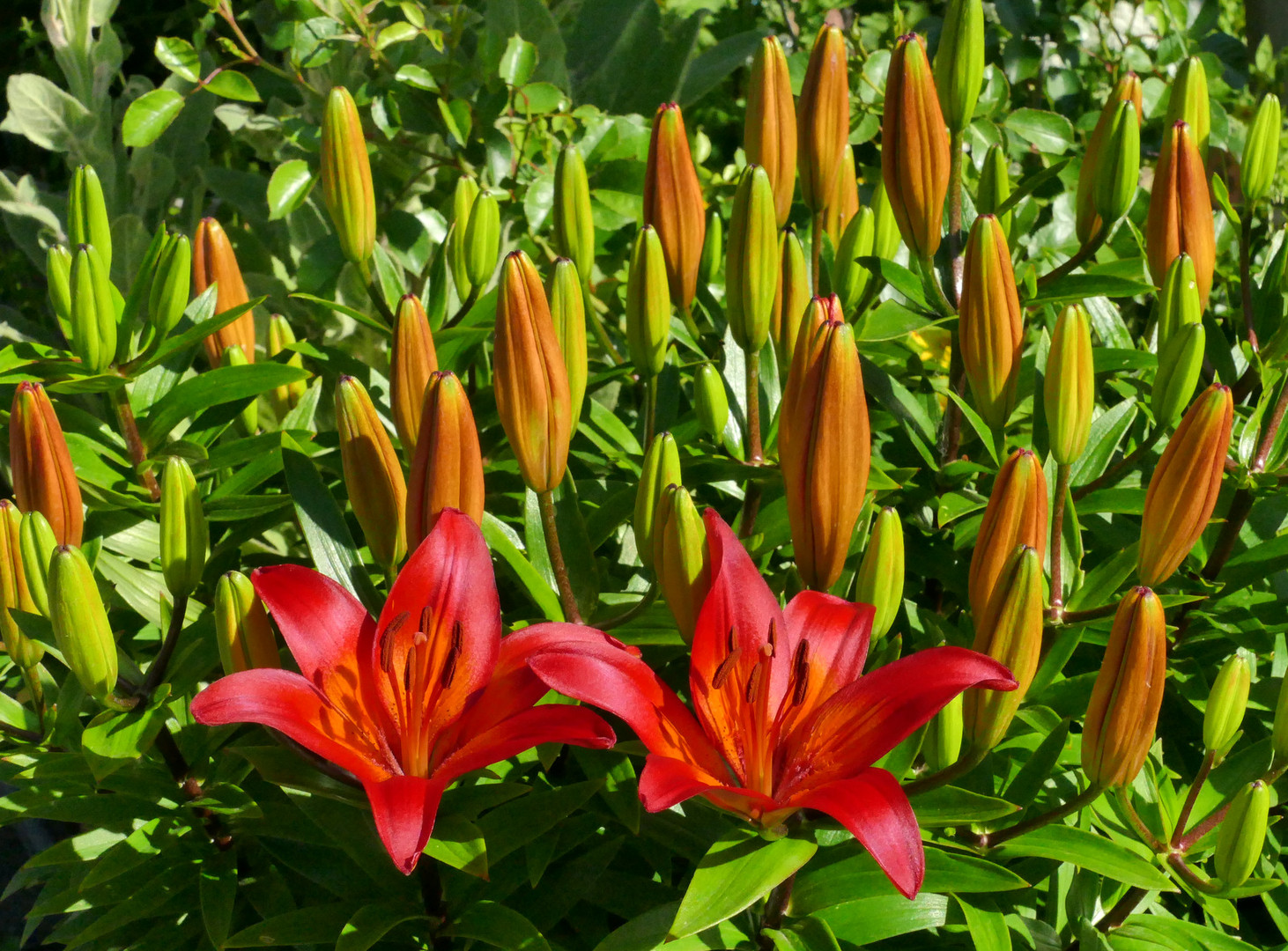 "Spaziergang durch den Garten 11 "