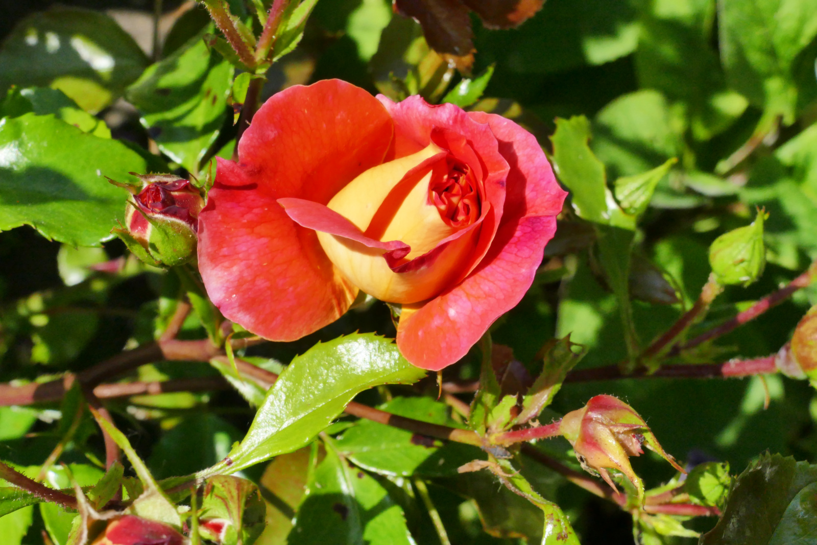 "Spaziergang durch den Garten 18 "