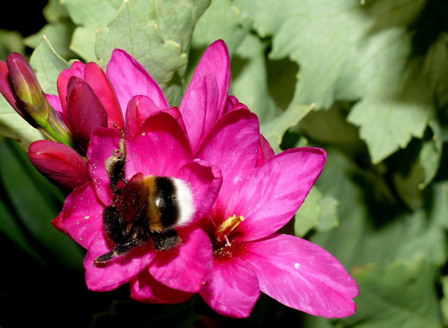 "Spaziergang durch den Garten 20 "