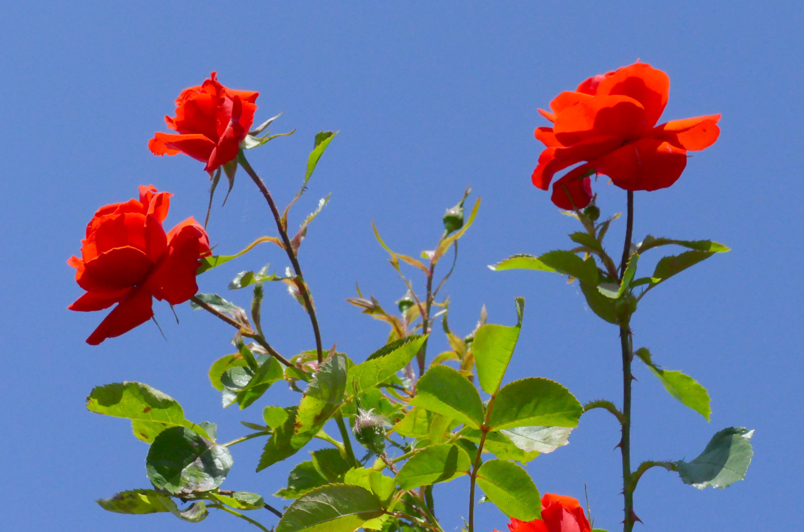 "Spaziergang durch den Garten 3 "