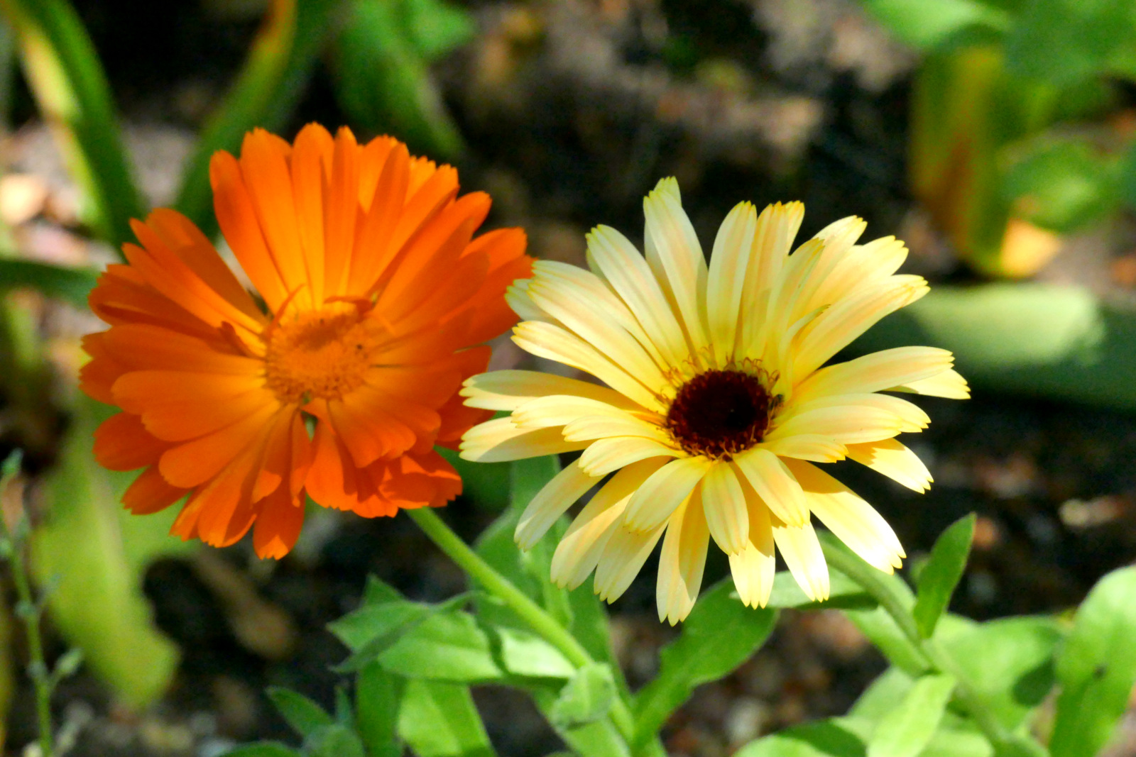 "Spaziergang durch den Garten 4 "