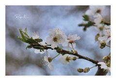 Spaziergang durch den Garten...