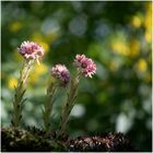 spaziergang durch den garten