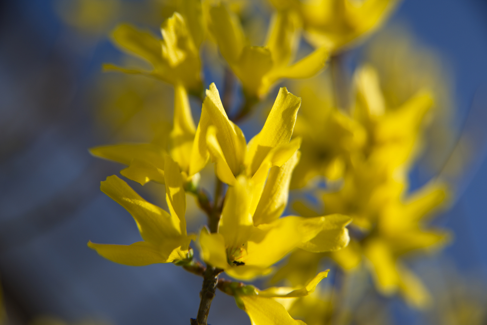 Spaziergang durch den Garten