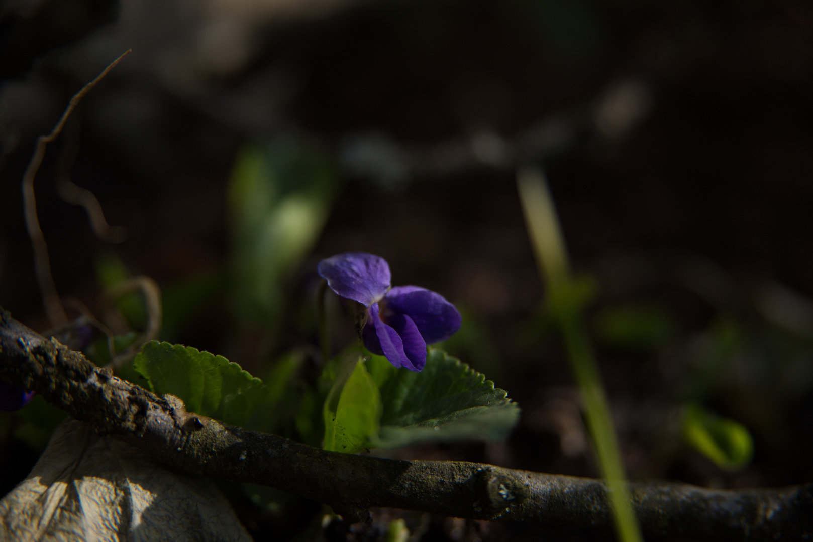 Spaziergang durch den Garten II