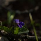 Spaziergang durch den Garten II