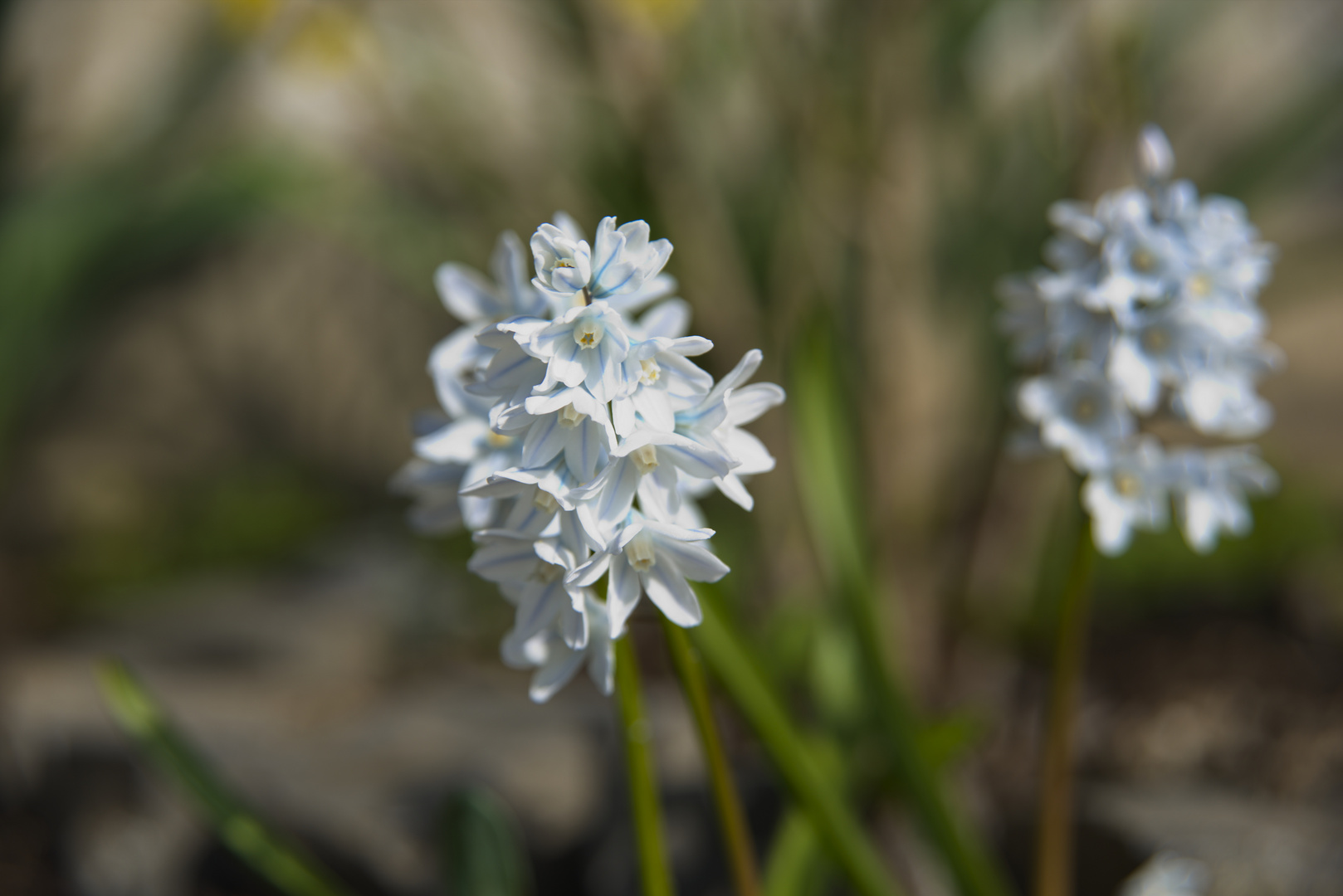 Spaziergang durch den Garten III