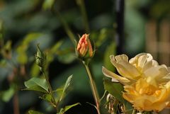 Spaziergang durch den heimischen Rosengarten