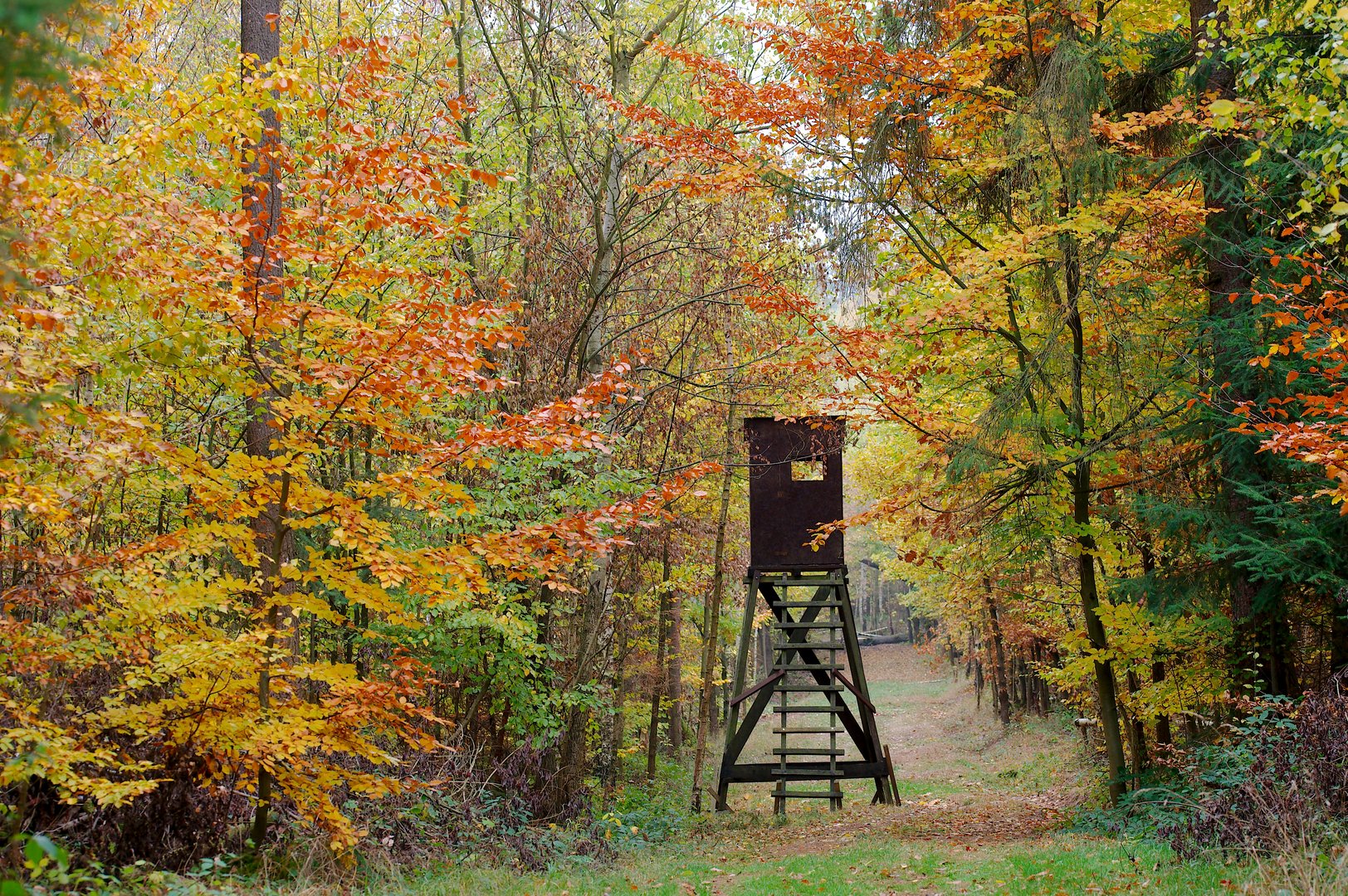 Spaziergang durch den Herbstwald