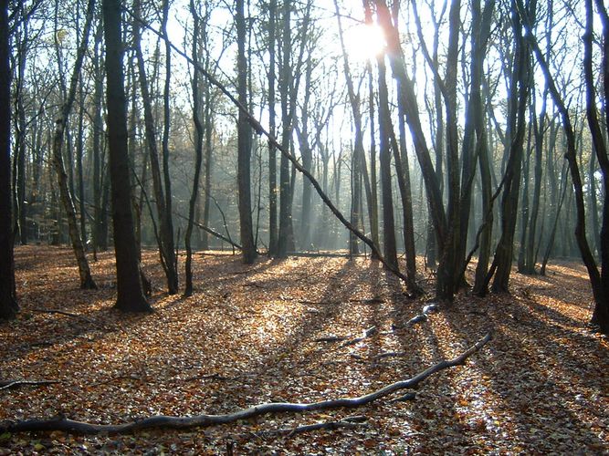 Spaziergang durch den Herbstwald