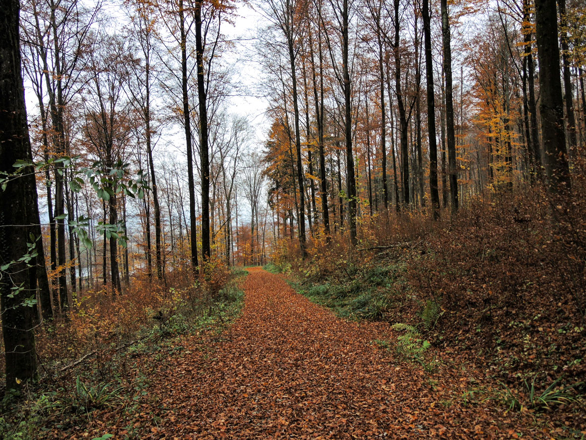 Spaziergang durch den Hunnenwald