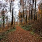 Spaziergang durch den Hunnenwald