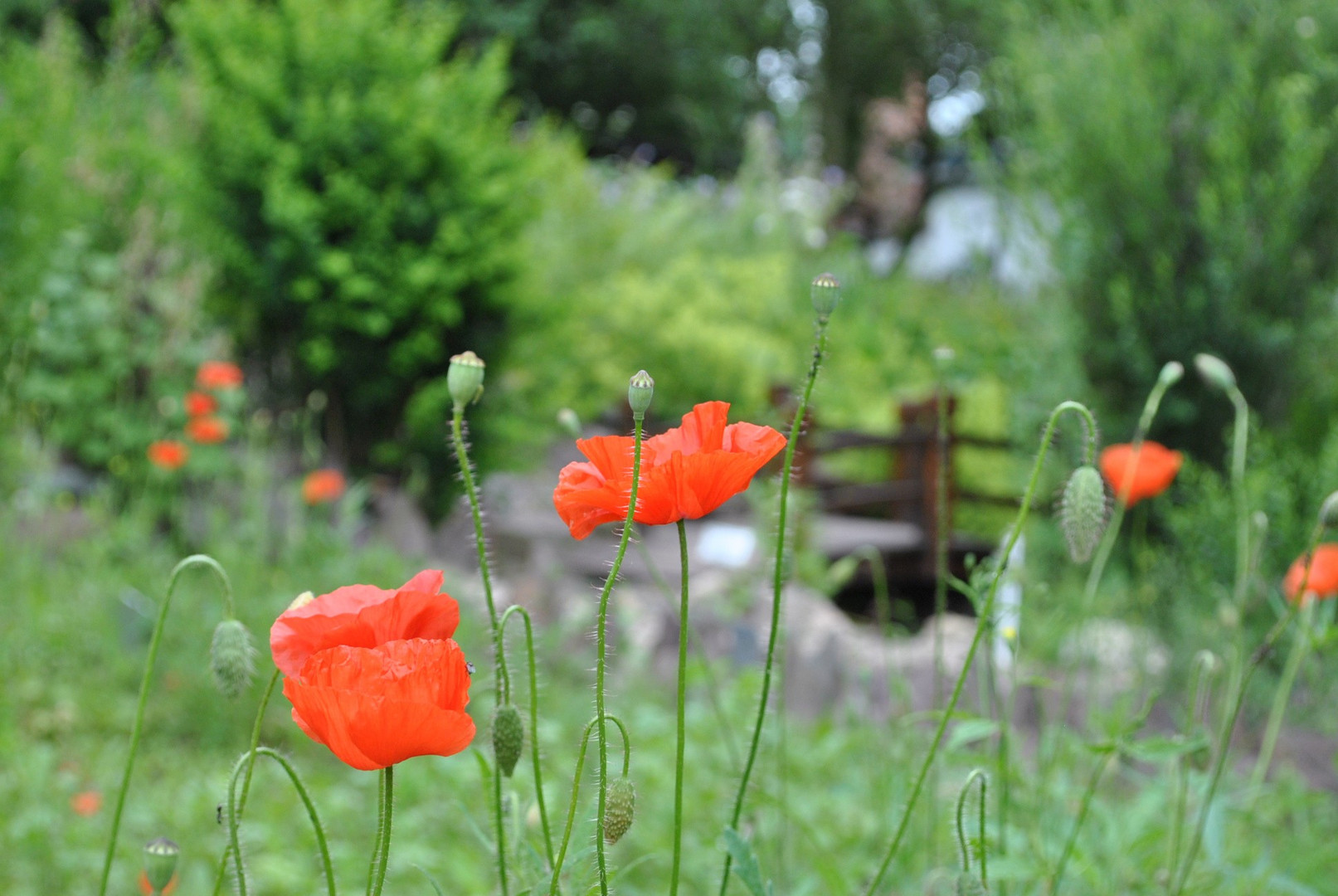 Spaziergang durch den Naturlehrgarten Ranis