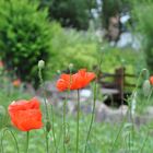 Spaziergang durch den Naturlehrgarten Ranis