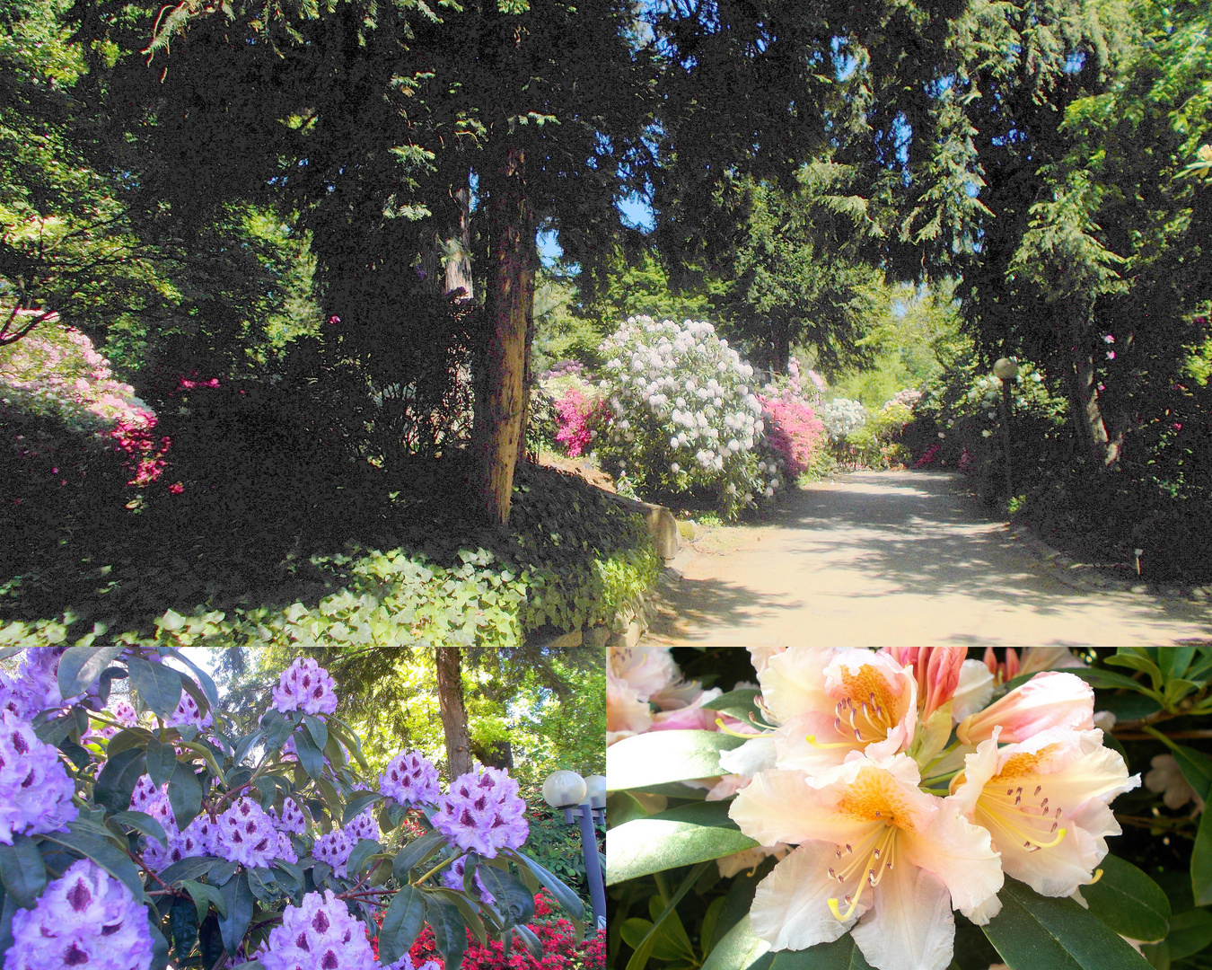 Spaziergang durch den Rhododendron-Wald