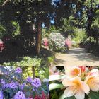 Spaziergang durch den Rhododendron-Wald