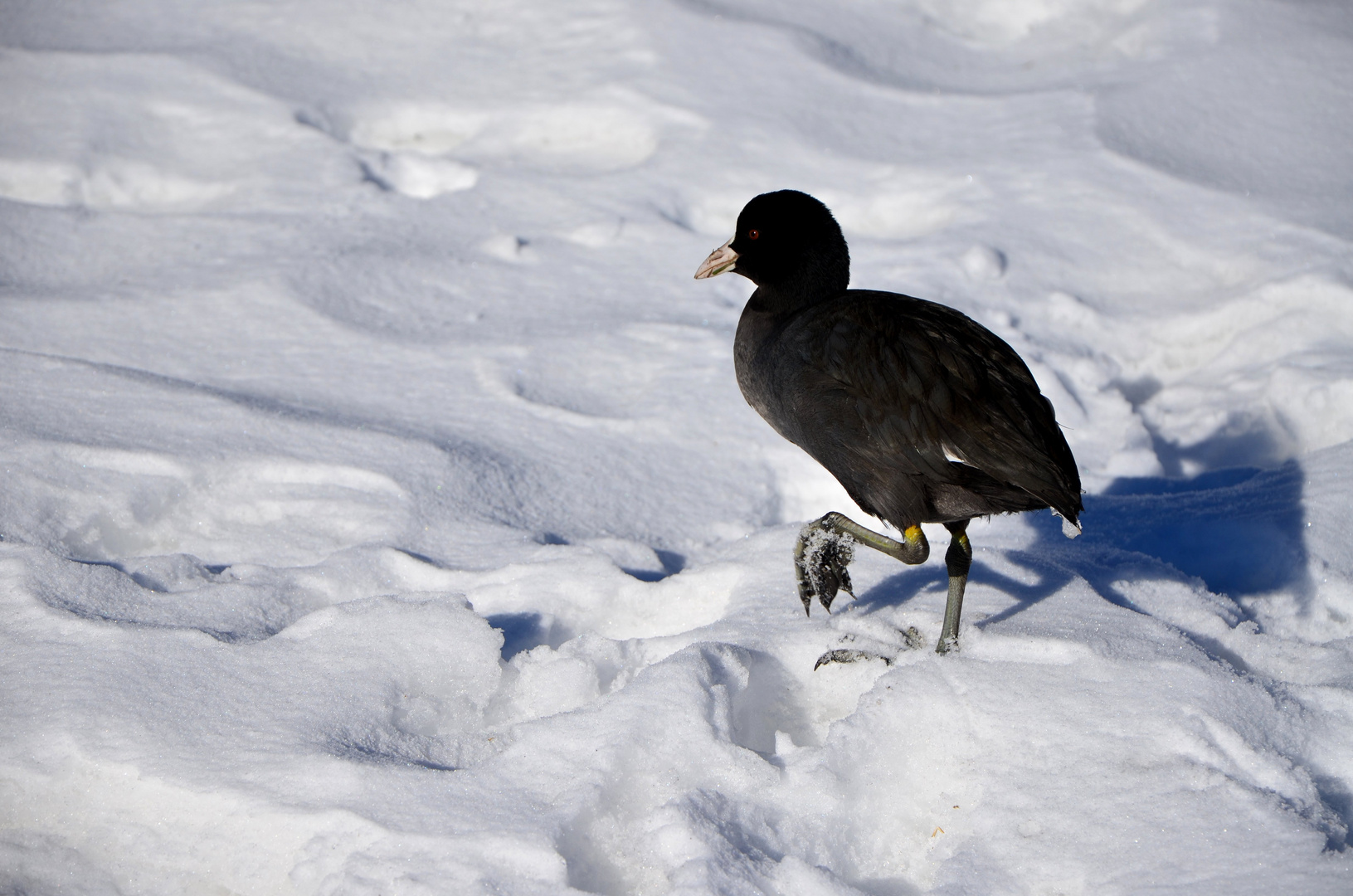 Spaziergang durch den Schnee