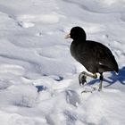 Spaziergang durch den Schnee