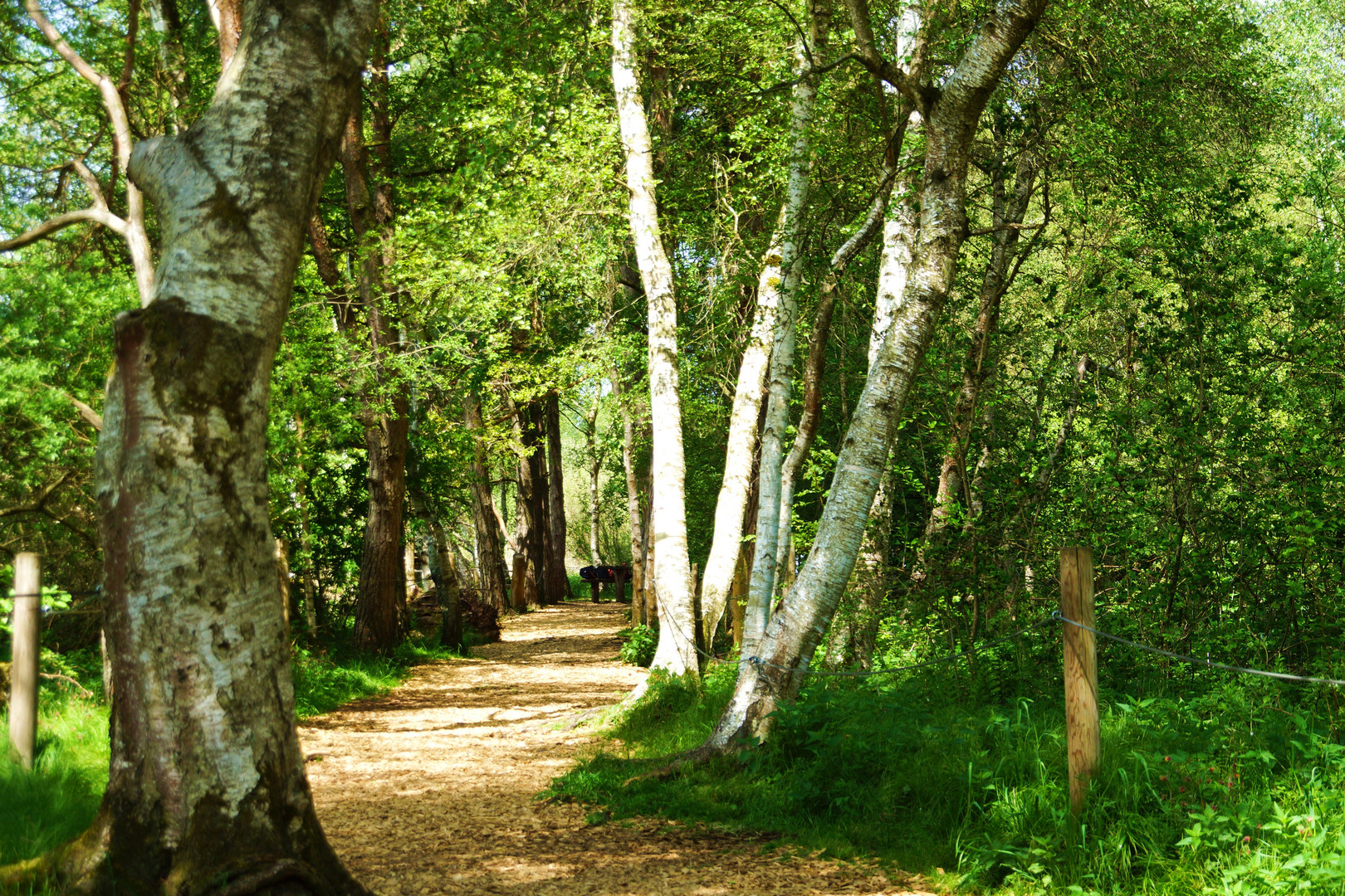 Spaziergang durch den Wackelwald am Federsee