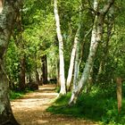 Spaziergang durch den Wackelwald am Federsee