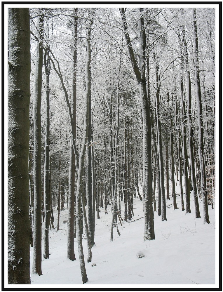 Spaziergang durch den Wald