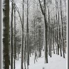 Spaziergang durch den Wald