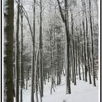 Spaziergang durch den Wald