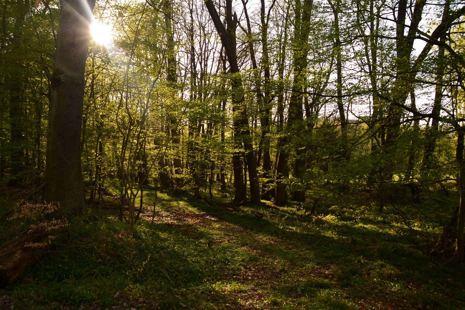 Spaziergang durch den Wald