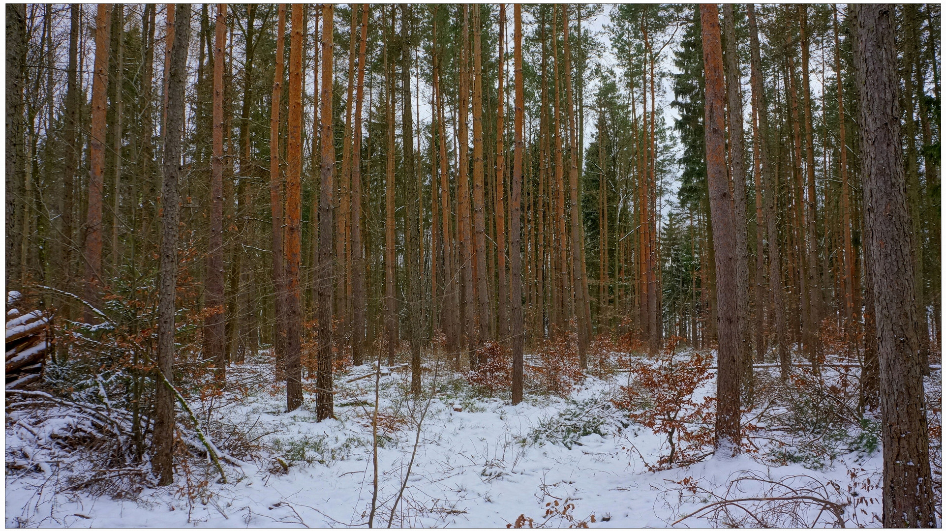 Spaziergang durch den Wald II (paseando por el bosque II)