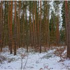 Spaziergang durch den Wald II (paseando por el bosque II)