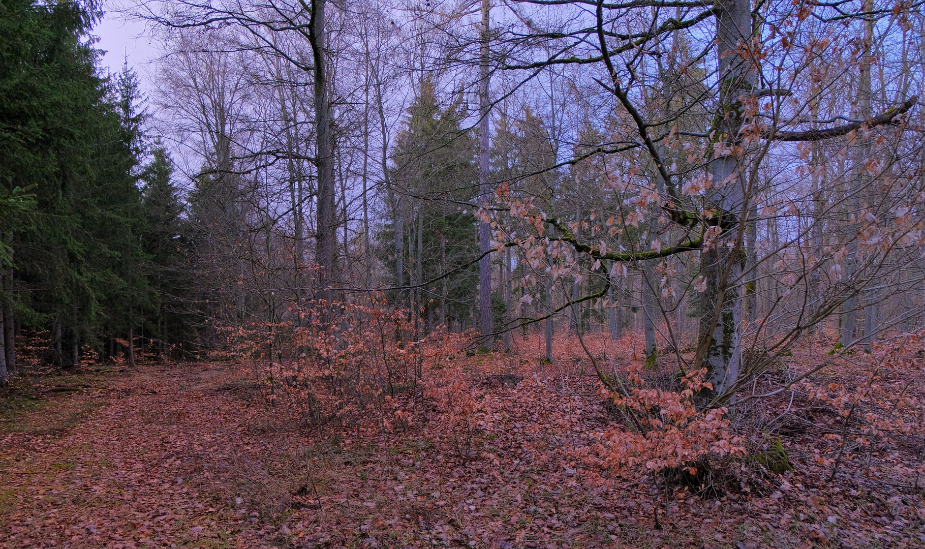 Spaziergang durch den Wald (paseando por el bosque)