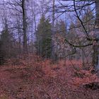 Spaziergang durch den Wald (paseando por el bosque)