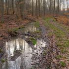 Spaziergang durch den Wald (paseando por el bosque)