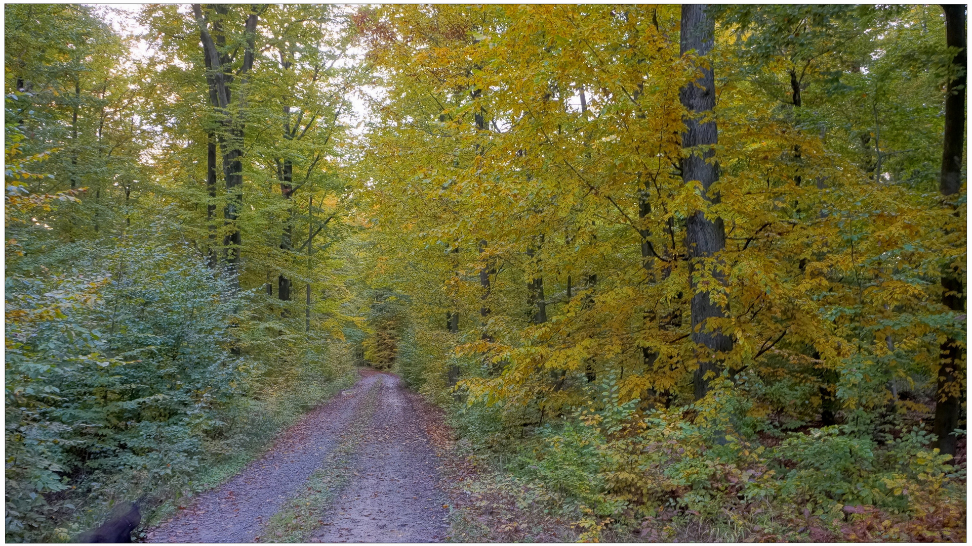 Spaziergang durch den Wald (paseando por el bosque)