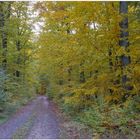 Spaziergang durch den Wald (paseando por el bosque)