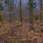 Spaziergang durch den Wald (paseando por el bosque)