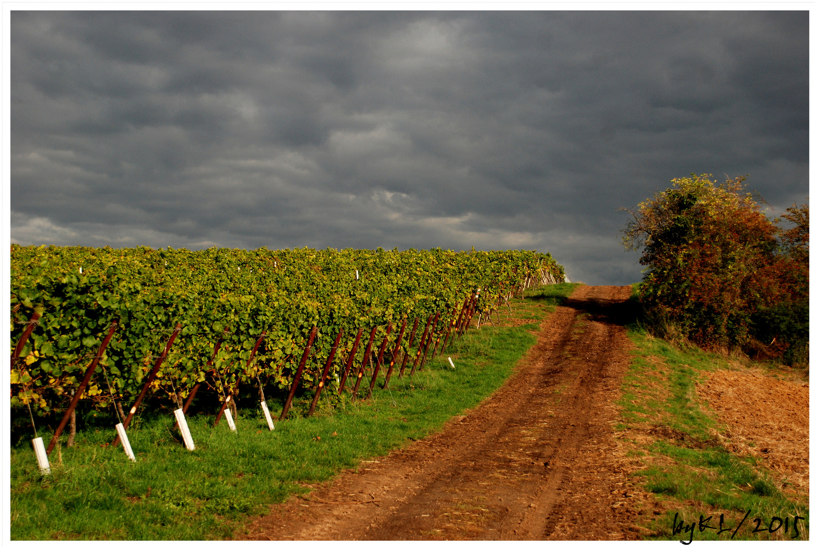 Spaziergang durch den Weinberg 1