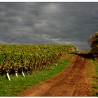 Spaziergang durch den Weinberg 1