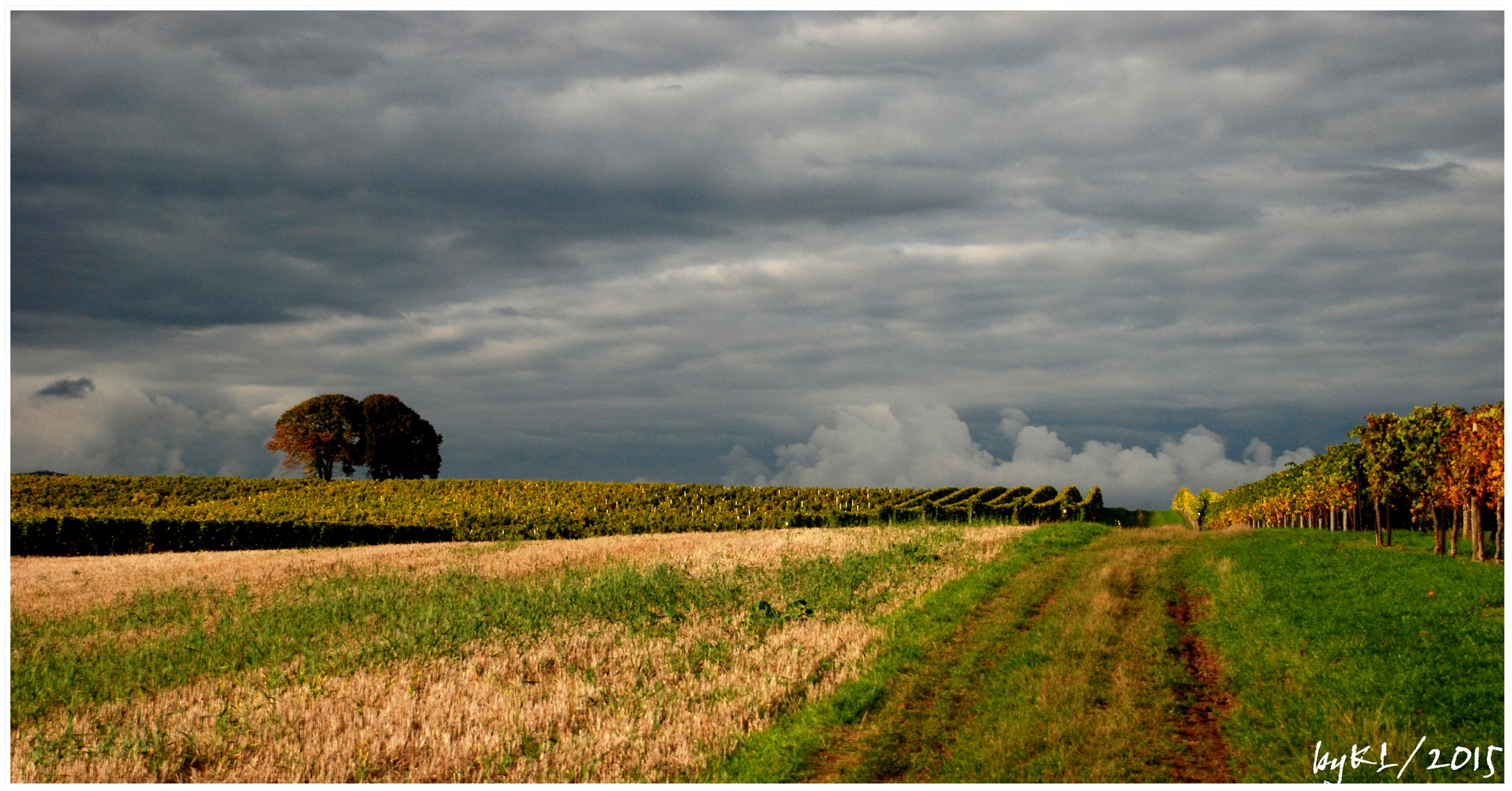 Spaziergang durch den Weinberg 2