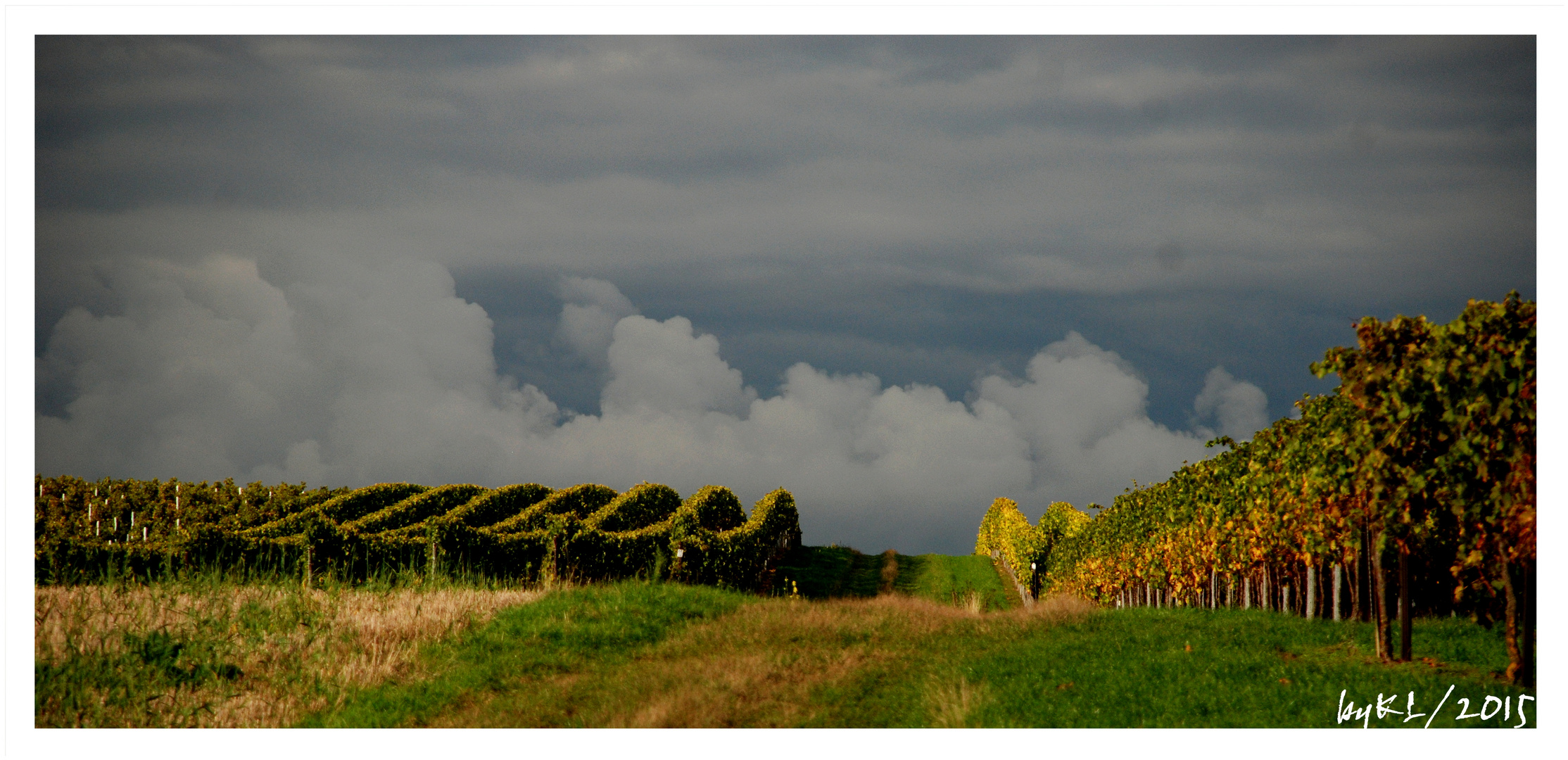 Spaziergang durch den Weinberg 3