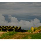 Spaziergang durch den Weinberg 3