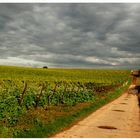 Spaziergang durch den Weinberg 4