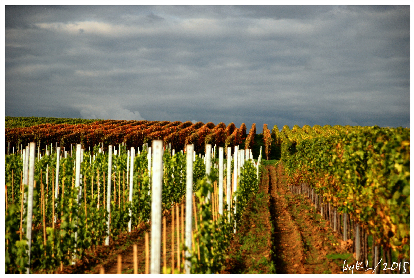 Spaziergang durch den Weinberg 5