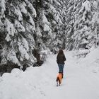 Spaziergang durch den Winter