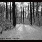 "Spaziergang durch den Winterwald"