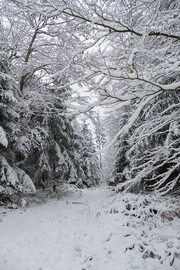 Spaziergang durch den Winterwald