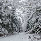 Spaziergang durch den Winterwald